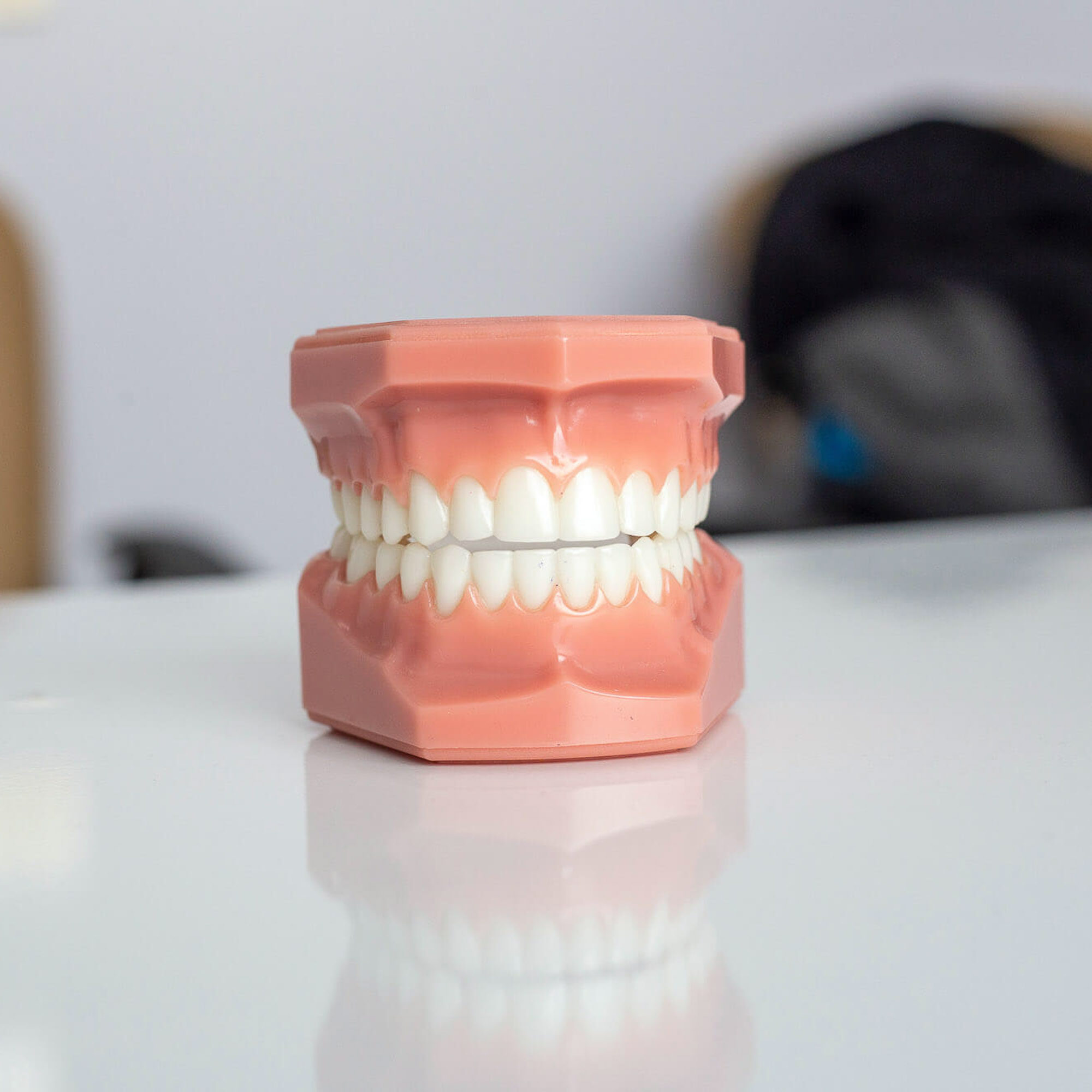dental model of jaw and teeth
